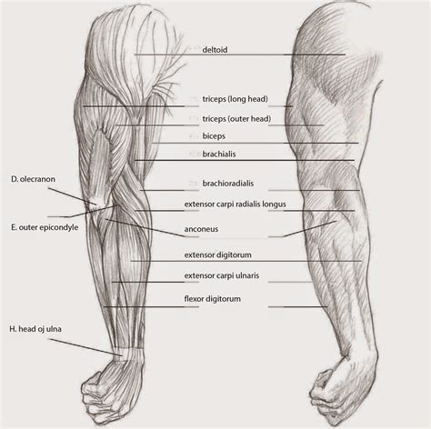 I will be breaking down each of these perspectives and showing how to draw the muscles, step by step. Drawings: DEPICTING THE ARM SIDE VIEW