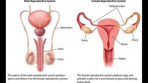 Dog anatomy is not very difficult to understand if a labeled diagram is present to provide a graphic illustration of the same. Dog Reproductive System | Female reproductive system ...