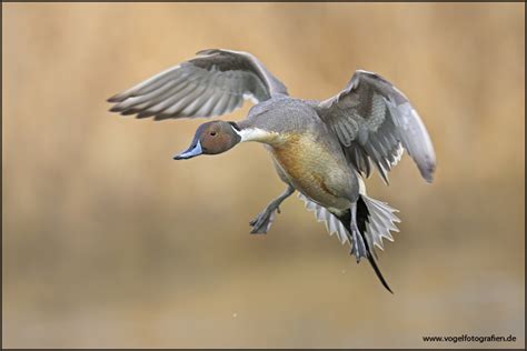 Als zugvogel verbringt die spießente die kalte jahreszeit in ihrem winterquartier in afrika. Spießente... (Forum für Naturfotografen)