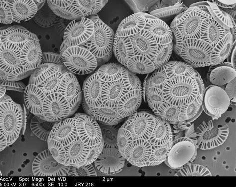 It's an accumulation of ancient skeletons: Chalk under an electron microscope | Imagens microscópicas ...