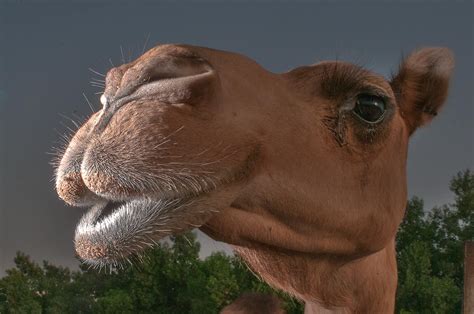 Alzheimer's is rampant throughout my family. Photo 1207-06: Camel's head in Livestock Market, Wholesale ...