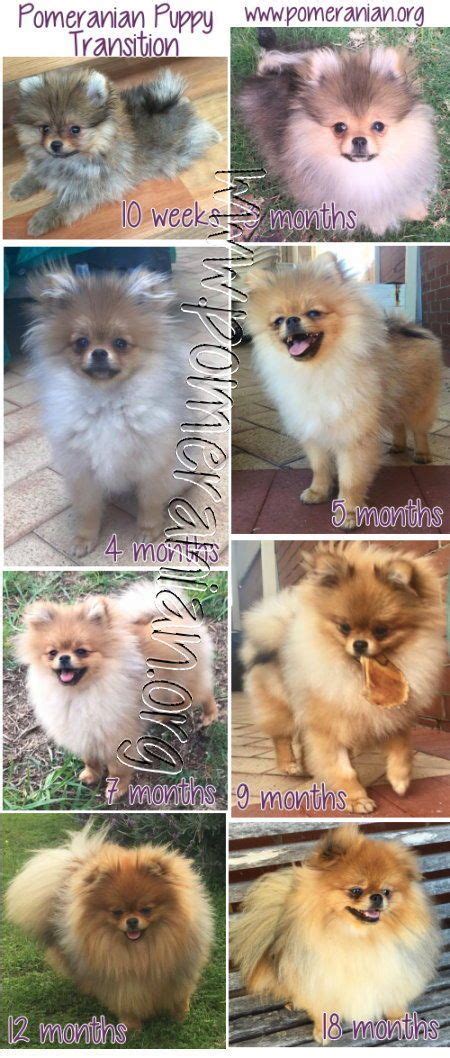 Pomeranian puppies can best be described as the teddy bears of the dog world. Pomeranian puppy uglies. #pomeranian #pomeranians # ...