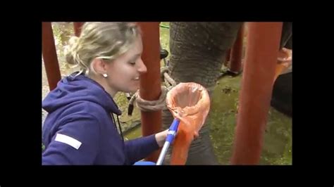 Milf like to swallow my sperm.ebony. Elephant semen collection - YouTube