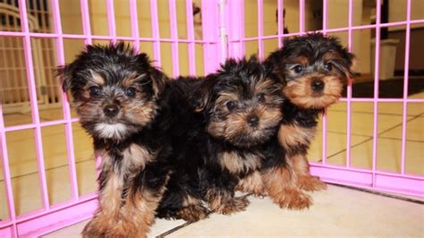 They are often described as affectionate, loyal, devoted, and loving. Cute Yorkie Poo Puppies For Sale in Atlanta Georgia, GA at ...