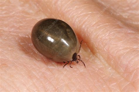Ticks are external parasites, living by feeding on the blood of mammals, birds, and sometimes reptiles and amphibians. Fully Engorged Deer Tick - Stock Image - C011/7854 ...