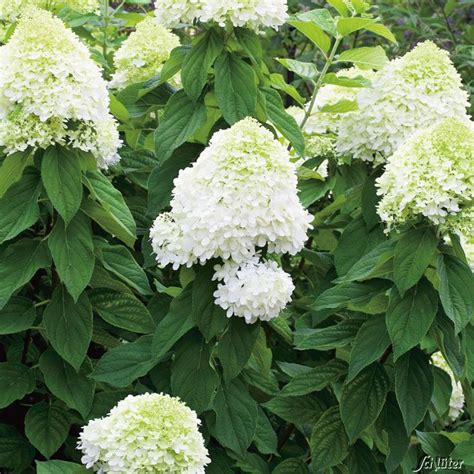 Maybe you would like to learn more about one of these? Rispenhortensie 'Limelight' - Hydrangea paniculata ...