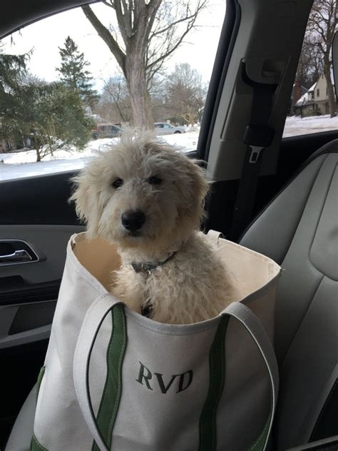 Get expert advice about potty training and crate training your puppy from akc's training experts: Puppy Training Camp - Goldendoodle Breeder NY ...