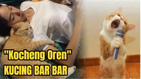 Maybe you would like to learn more about one of these? Viral 'Kocheng Oren', Benarkah Tingkah Kucing Oranye Lebih ...