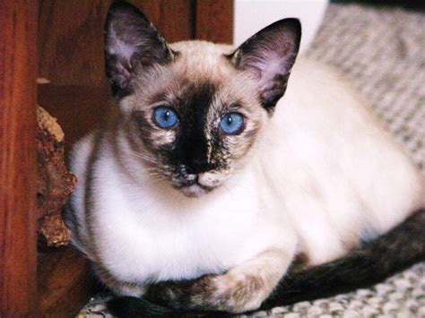 Maybe you would like to learn more about one of these? Permes Serafina Seal Tortie Point Siamese | Cat love, Cat ...