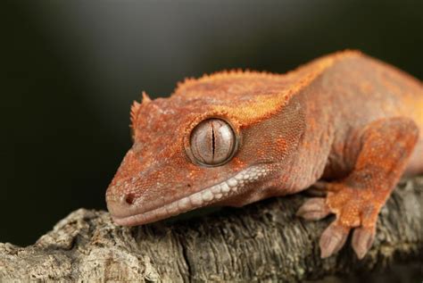 Informationen zur haltung und zucht des das in deutschland produzierte alleinfuttermittel gecko nutrition richtet sich speziell an die. Kronengecko Foto & Bild | tiere, haustiere, terraristik ...