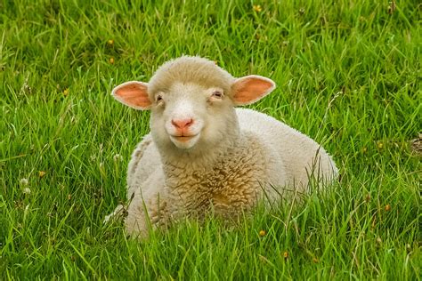 Čím krmit ovce