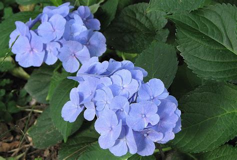 Un bel fiore blu violetto. L'orto dei colori: Fiori blu