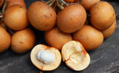 Tampoi / Tampui fruit of Sabah - MySabah.com
