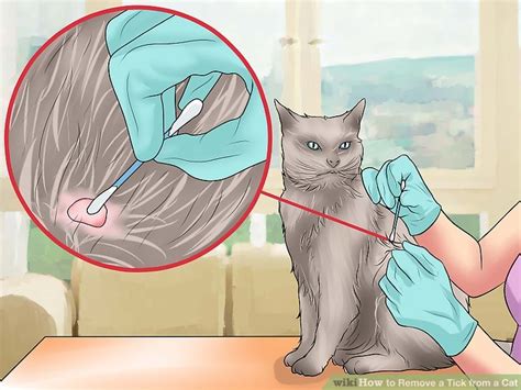 How to remove an embedded tick from a child. How to Remove a Tick from a Cat: 13 Steps (with Pictures)