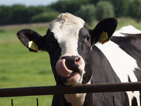 Een koe is een merkwaardig beest wat er ook in haar geest moge zijn haar laatste woord is altijd boe. Ontsnapte dolle koe hinderde treinverkeer - Treinenweb