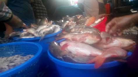 (fresh fish shouldn't smell fishy). Huge Fresh Fish Available Fish Market || Seafood market ...