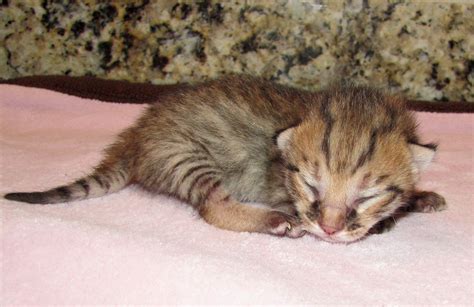 United States rescue little white savanah kittens ...