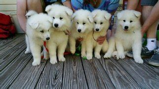 Find a fedex location in jacksonville, nc. View Ad: Samoyed Litter of Puppies for Sale near North Carolina, JACKSONVILLE, USA. ADN-12958