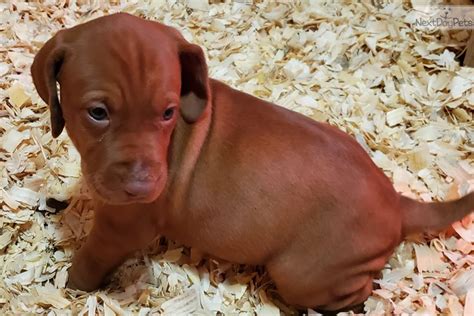Country of origin vizsla puppies are in high demand as these puppies are from the same master breeder bloodlines you would get in europe, at much less cost since you would not. Vizsla puppy for sale near South Coast, Massachusetts ...