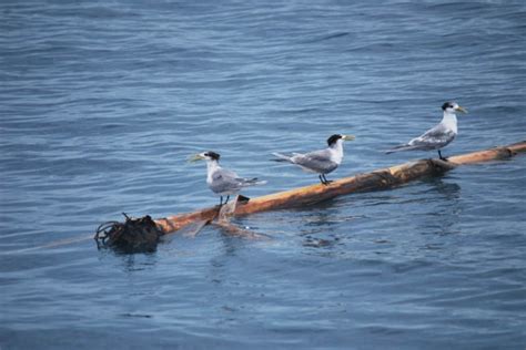 Lalu apa sajakah makanan burung perkutut di alam liar? Ayo, Selamatkan Burung Laut! : Mongabay Readers