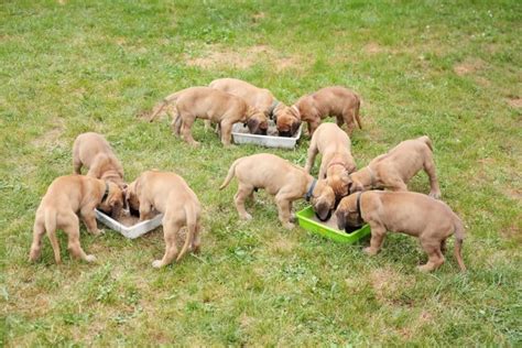 Portion size increases as per chart. How Much Does It Cost To Feed A Great Dane? - Great Dane Care