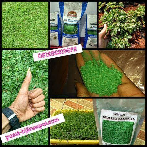 Pemesan yang belum terbiasa menanam rumput taman, saya sarankan untuk memakai jasa kami dalam penanaman untuk. Jual Benih Rumput bermuda Pusat Biji Rumput Gajah mini di ...