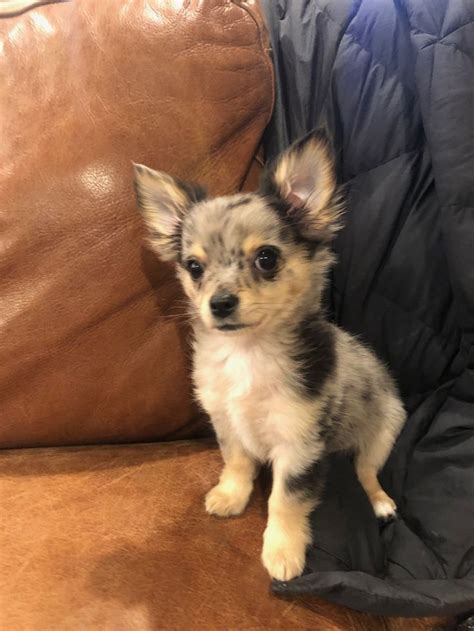 These coats are especially fluffy around their necks, ears, legs, and tails. long haired chihuahua blue merle | Animals, Animal room ...