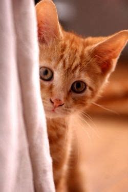 Do you guys find that male cat are more social, playful, and silly than female cats? A cat that pees in the house can make your home smell like ...