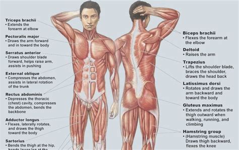 Muscle names are actually quite interesting. Arm Muscle Names Diagram : Interactions Of Skeletal ...