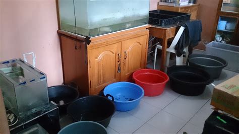 Budidaya lobster air tawar dapat dilakukan dengan media akuarium ataupun kolam. Pakan Pellet atau Makanan Lobster Air Tawar Agar Cepat ...