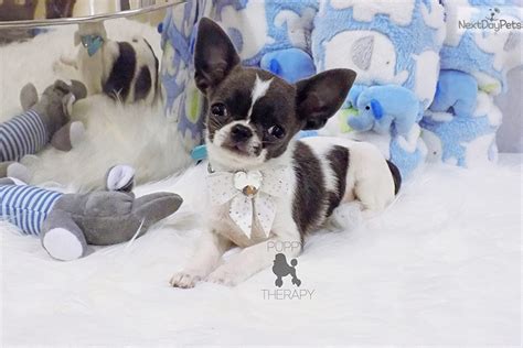 Calling it the great christmas puppy rescue, police officers at escambia county sheriff's office in pensacola, fla. Small Dogs For Adoption South Florida
