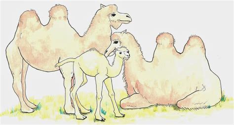 If a camel uses the fat inside the what do you call a female camel? My Collection of Stories for School Children: The Camel ...