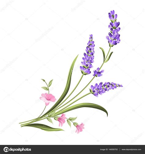 Sfondi gratis hd, immagini di mazzo di fiori (en: Mazzo di fiori di lavanda. - Grafica Vettoriale © Kotkoa 140050702 | Depositphotos