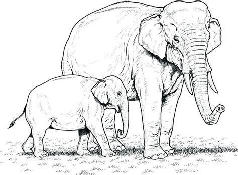 Meskipun tidak mudah untuk melihat secara langsung, akan tetapi gajah merupakan hewan populer yang mudah dihafalkan. Kumpulan Gambar Sketsa Gajah, Hewan Besar dengan Belalai ...