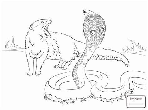 Black mamba, species of mamba snake known for its large size, quickness, and extremely potent venom. Black Mamba Coloring Pages at GetColorings.com | Free ...
