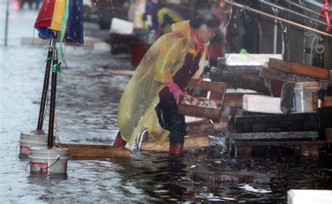 Pacific typhoon in 2003 (en) typhoon pogi (en); 태풍 `매미` 악몽 마산어시장 또 물바다 : 부산의 대표 정론지 ...