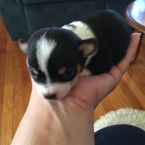 Contact indiana chihuahuas on messenger. Chihuahua puppies for Sale in Mishawaka, Indiana ...