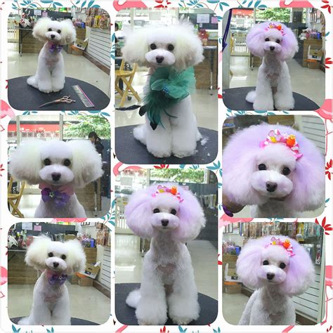 We have added more options to ensure we have you booked appropriately and our groomers are given ample time to complete the necessary services for your fur baby! Creative grooming by Kimberly Guenther Gevry on Asian ...