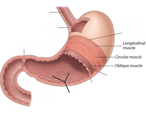 The volume of the stomach increases at meal times and decreases as chyme leaves the stomach and enters the small. Stomach muscles