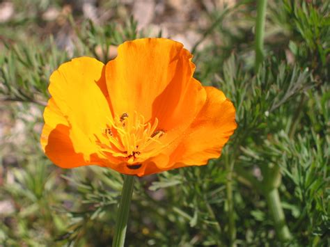 Check spelling or type a new query. California Poppy - drought tolerant. LOVE this flower - so ...