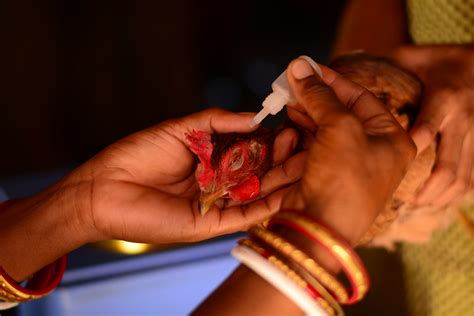 It is transmissible to humans. Newcastle Disease vaccination in Mayurbhanj district, Odis ...