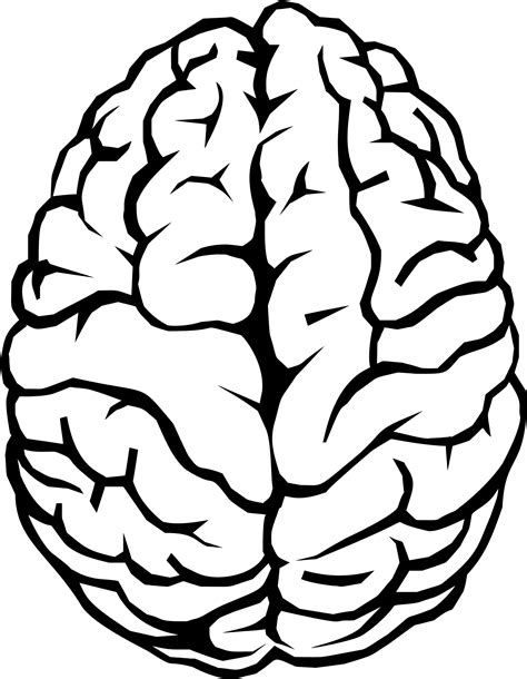 Psychology clipart brain function, Psychology brain ...