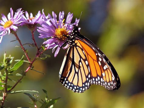 One thing we can do is to plant native milkweed. These 5 Flowers Can Save Monarch Butterflies