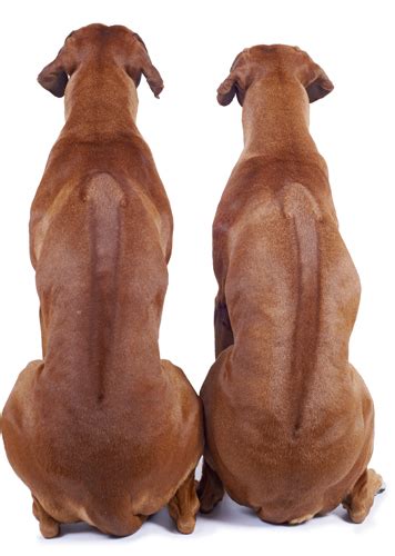 The rhodesian ridgeback is a true clash of cultures. Rhodesian Ridgeback - Individualist aus Afrika ...