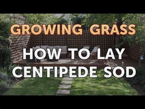 A yard often contains a combination of the common soil types: How to Lay Centipede Sod - YouTube