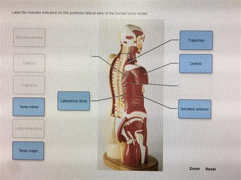 The external abdominal oblique muscle is the largest and most superficial of the four muscles. Solved: Label The Muscles Indicated On This Posterior-late... | Chegg.com