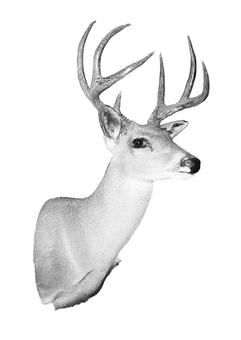 Boone crockett world record typical deer whitetail deer pictures mule deer hunting deer pictures. Field Judging - Whitetail Deer | Boone and Crockett Club ...