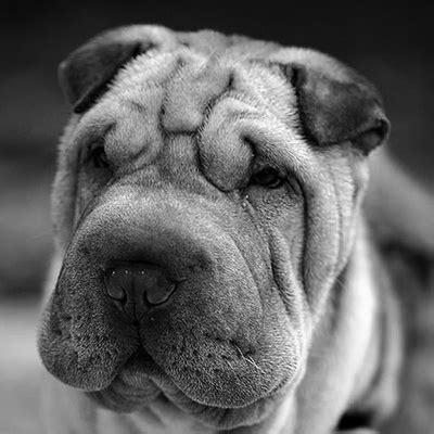 1 meaning of pei abbreviation related to rating Shar Pei - Chiens - Anipassion