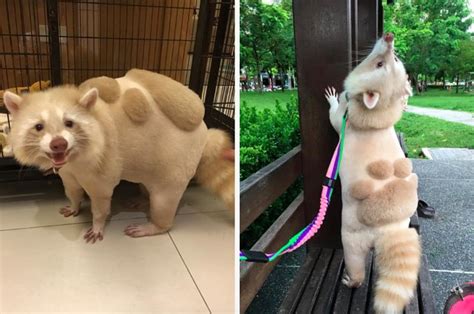 Even when raised from babies they commonly bite their keepers. This Pet Raccoon's Haircut On His Back Is The Cutest Thing ...