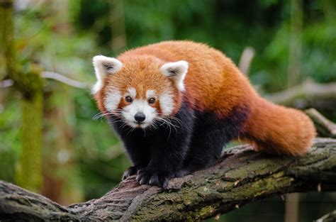 A typical animal eats half the day—a full 12 out of every 24 hours—and relieves itself dozens of times a day. Red panda - Wikiwand